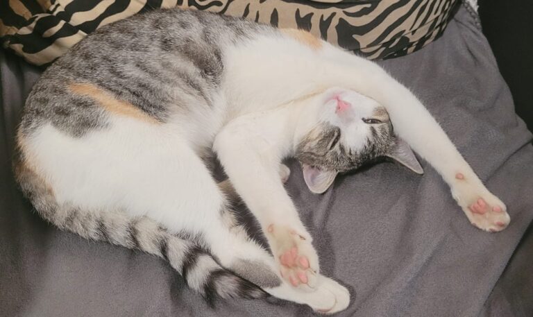 gluchowskie 11 768x457