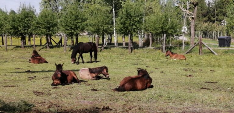 IMG 20220514 091633 768x371