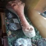 stomatocsuchus 150x150