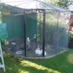 kroliki i golebie w ogrodzie 150x150