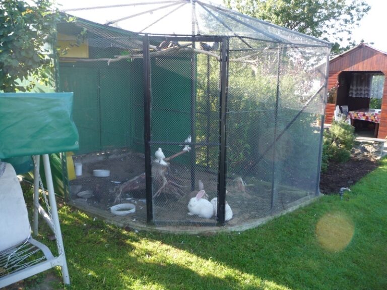 kroliki i golebie w ogrodzie 768x576