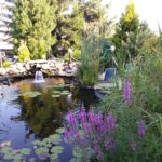 oczko wodne 1 150x150