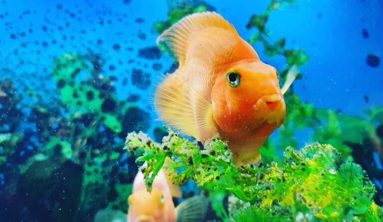 ryby 768x446